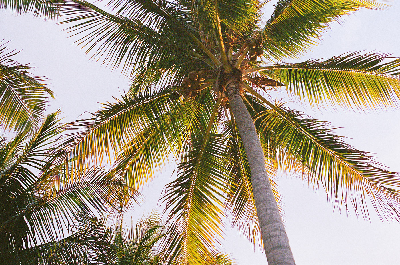 Miami palm trees with coconuts hanging